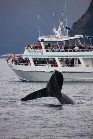 Humpback Whale and Tour Boat