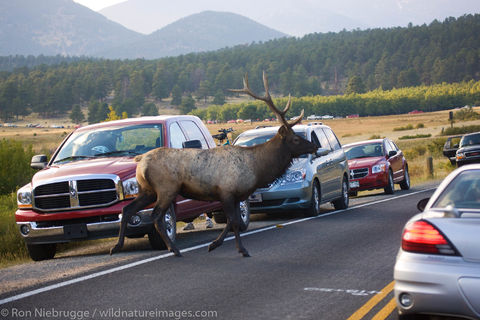 Bull Elk, Rocky Mountain National Park