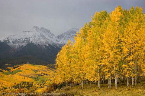 Autumn colors and the Sneffels Range