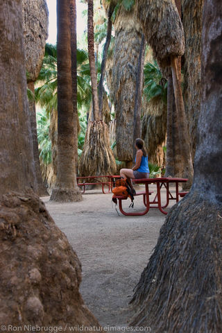 Palm Canyon, Palm Springs, California