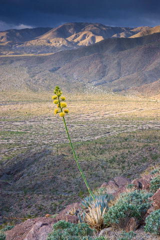 Desert Agave