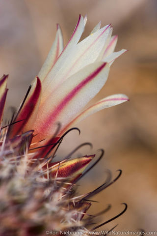 Anza Borrego Desert State Park