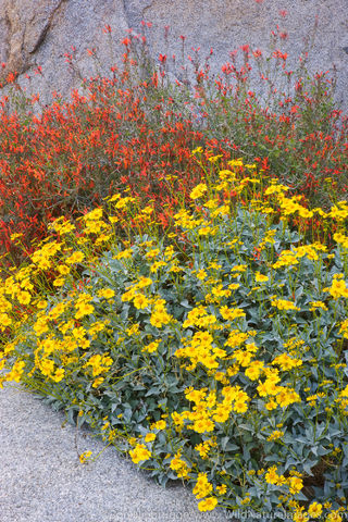 Anza Borrego Desert State Park