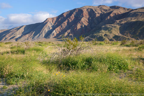 Anza Borrego Desert State Park