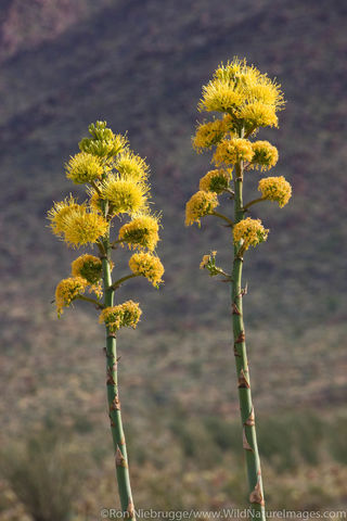 Anza Borrego Desert State Park