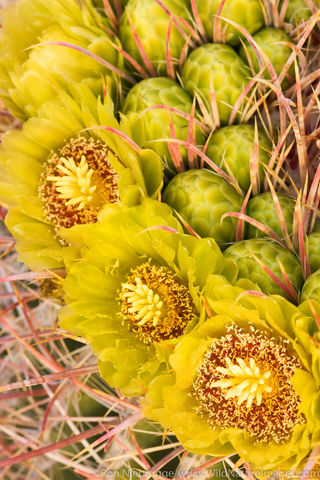 Wildflower blooms on a barrel cactus