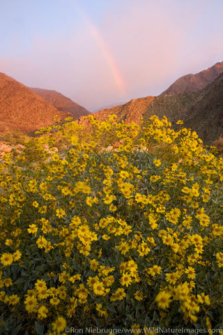 Anza Borrego Desert State Park