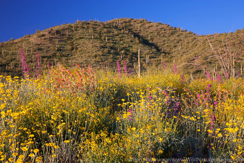 Tonto National Forest