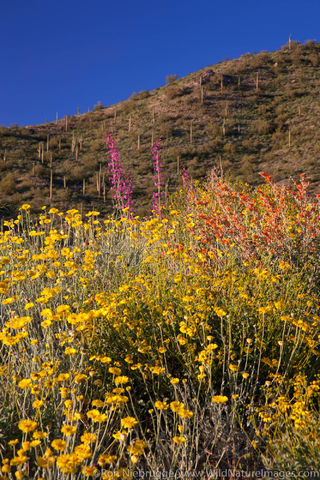 Desert Wildflowers