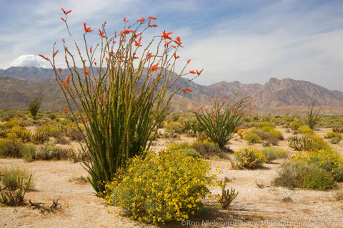 Anza Borrego Desert State Park