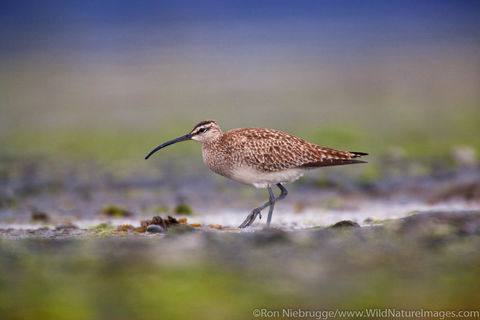 Whimbrel