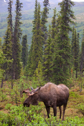 Moose