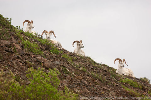 Dall's Sheep