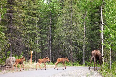 Moose