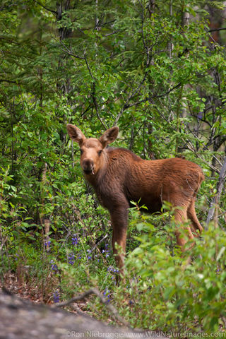 Moose