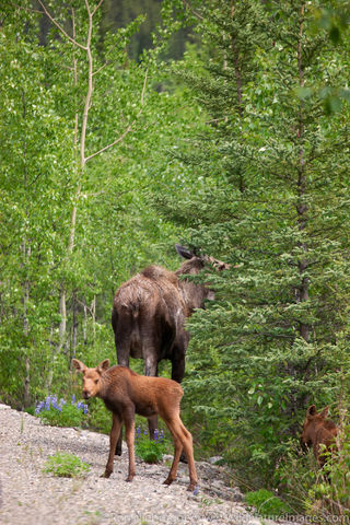 Moose