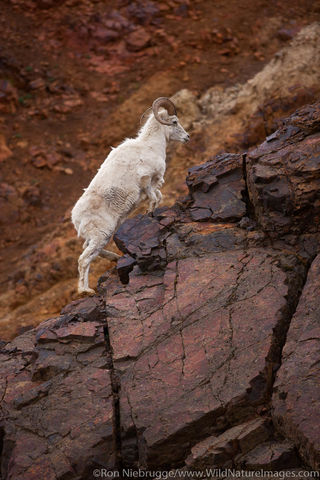 Dall's Sheep