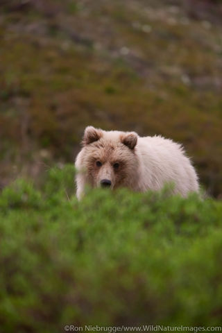 Grizzly Bear