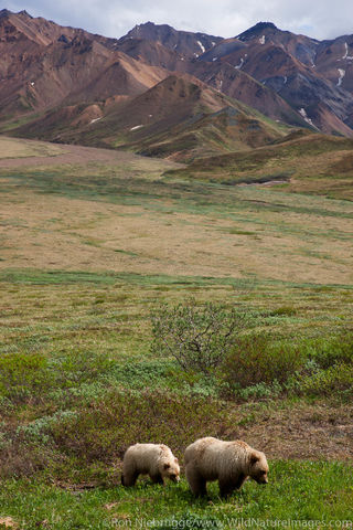 Grizzly Bear