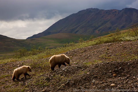 Grizzly Bear