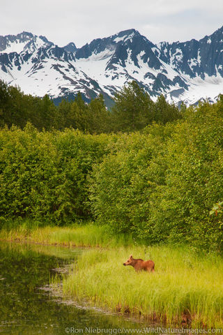 Moose Calf