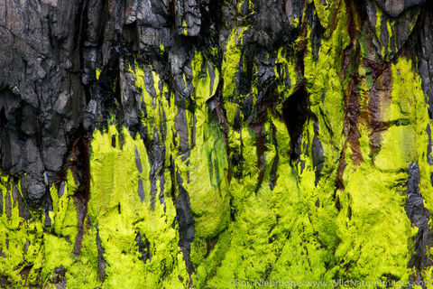 Algae Patterns