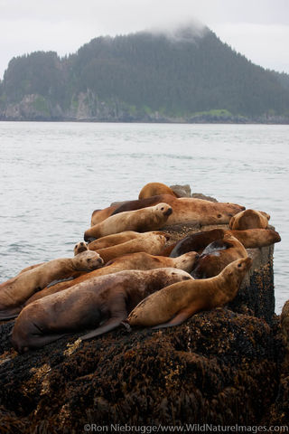 Steller Sea Lion Haul Out