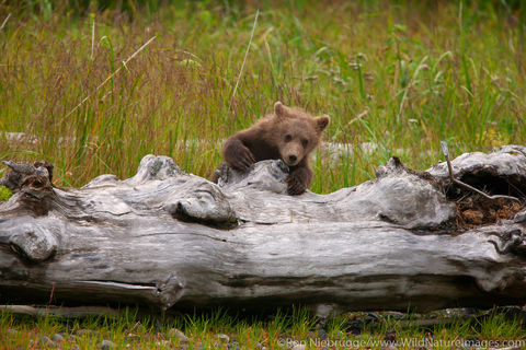 Brown Bear Cub