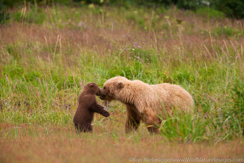 Sow and Cubs