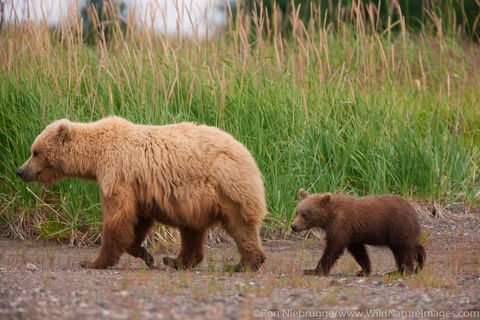 Sow and Cubs