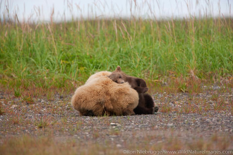 Sow and Cubs