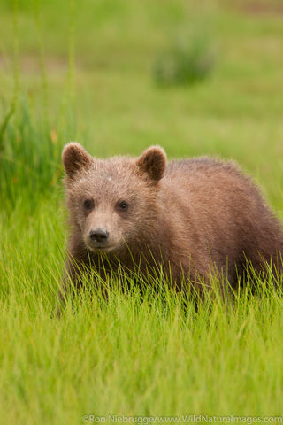 Brown Bear Cub