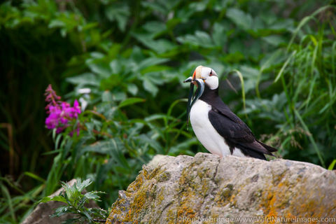 Horned Puffin 