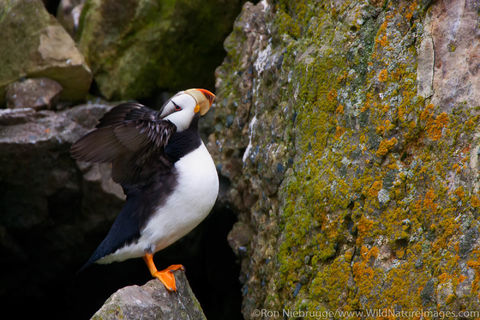 Horned Puffin 