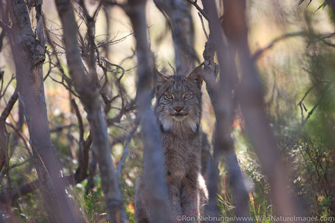 Wild Lynx