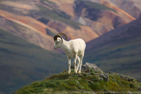 Dall's Sheep