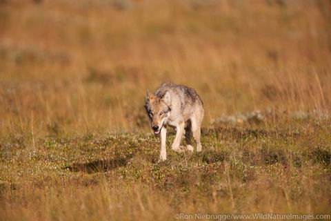 Wild Wolf