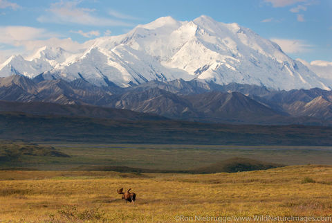 Bull Moose