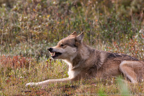Wild Wolf