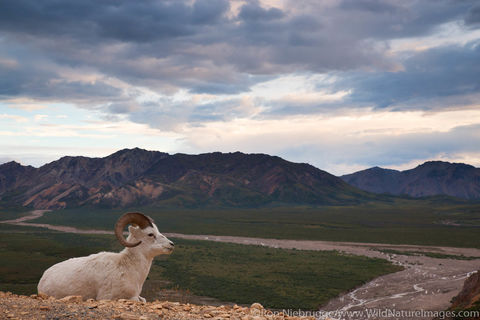 Denali National Park