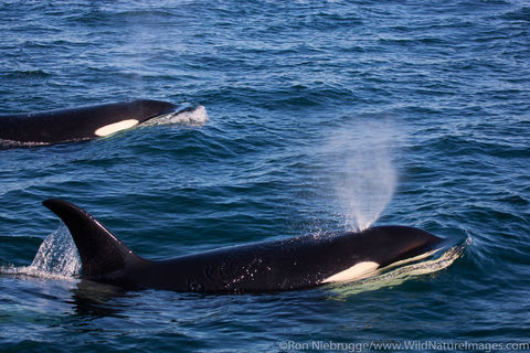 Orca's