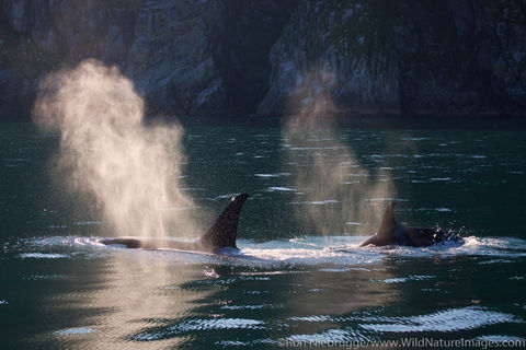 Orca's