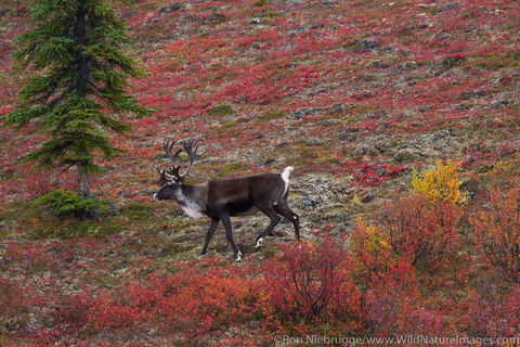 Caribou