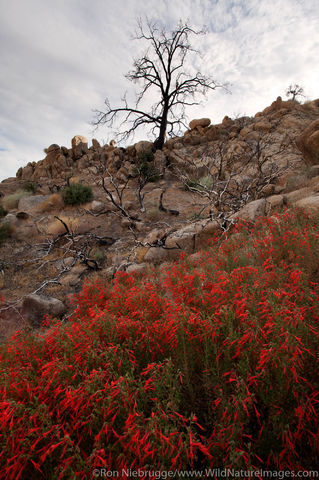 Mojave Desert