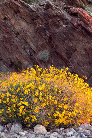 Anza-Borrego