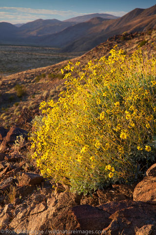 Anza-Borrego