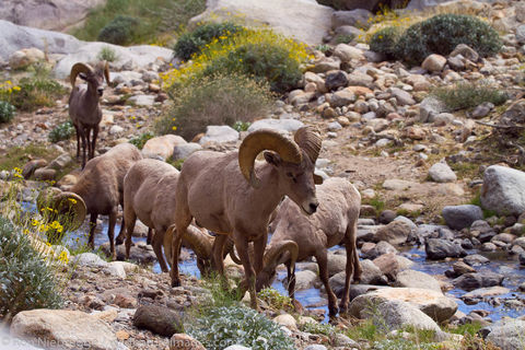 Peninsular Desert Bighorn Sheep