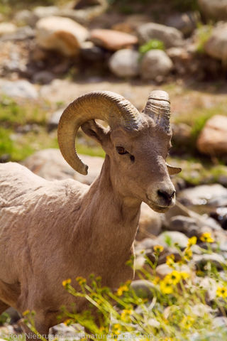 Peninsular Desert Bighorn Sheep