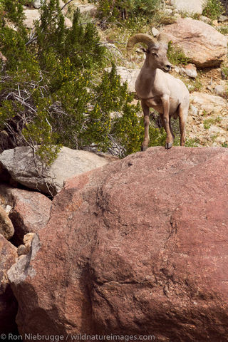 Peninsular Desert Bighorn Sheep