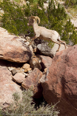 Peninsular Desert Bighorn Sheep